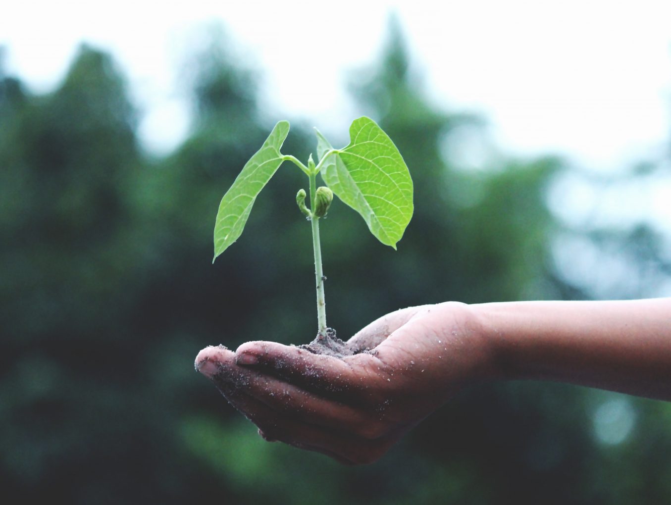 Investment Summary November 2019